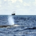 whale_humpback_h_01017_dom3200.jpg
